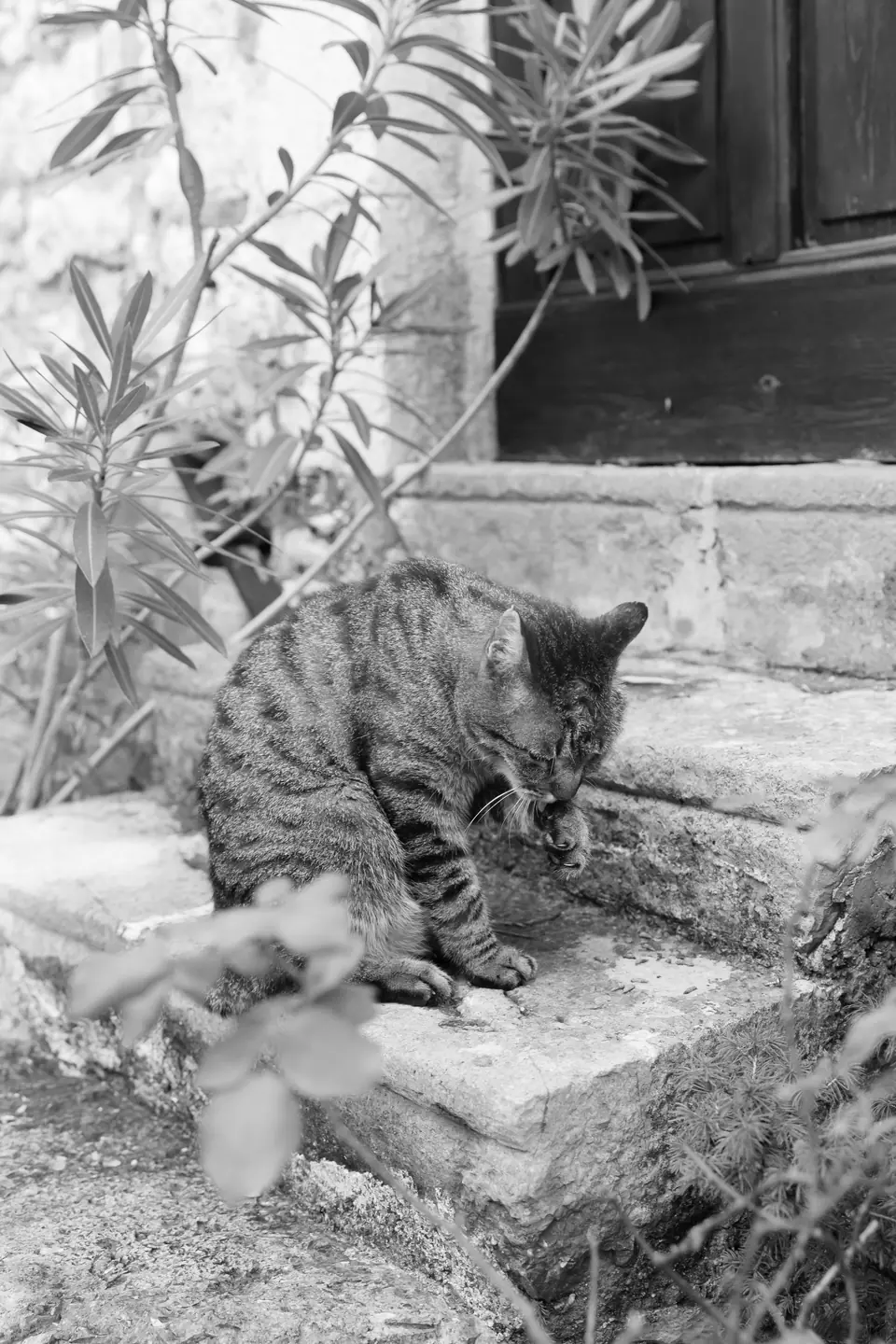 Black and white tabby cat on a stone step beside an oleander